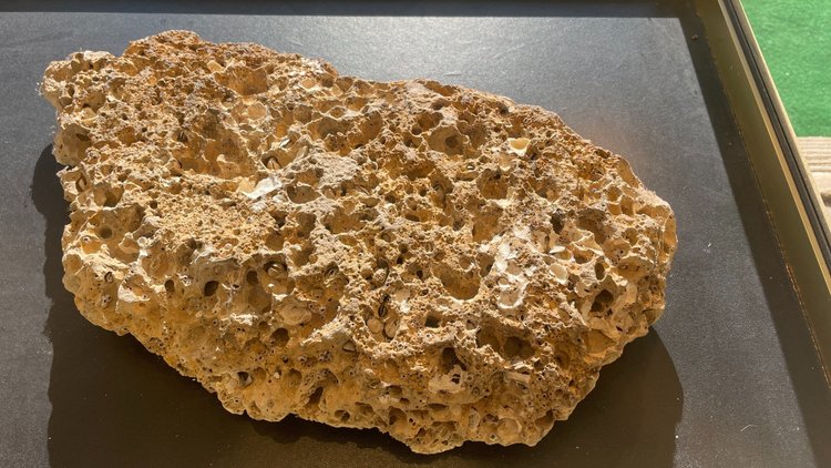 Fossili di ammoniti, ere paleozoiche o mesozoiche