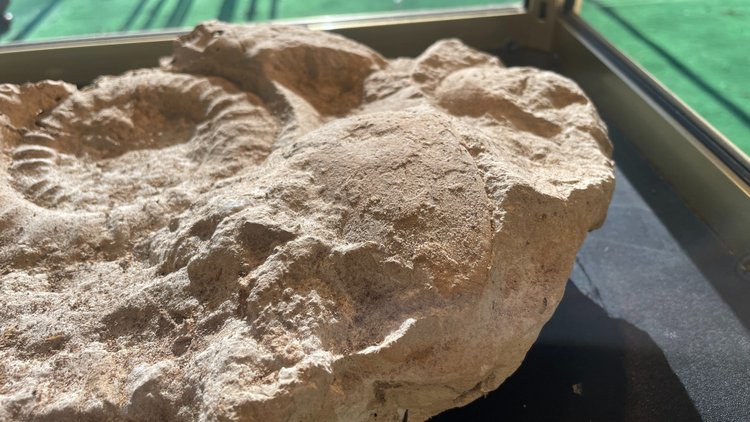 Fossili di ammoniti, ere paleozoiche o mesozoiche