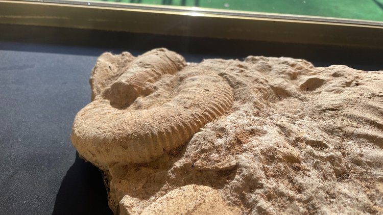 Fossili di ammoniti, ere paleozoiche o mesozoiche