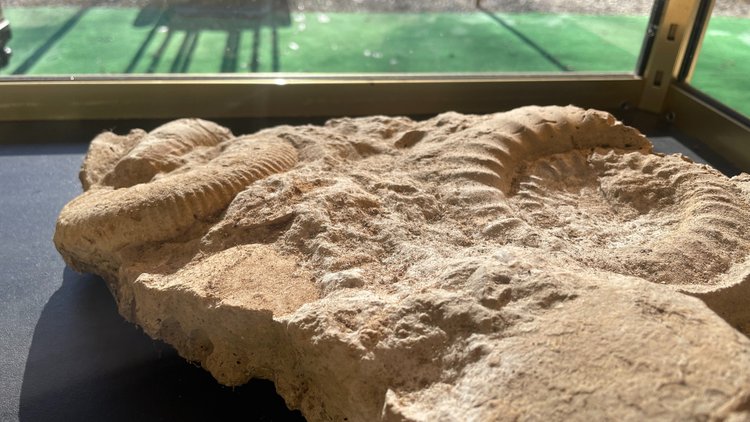 Fossili di ammoniti, ere paleozoiche o mesozoiche