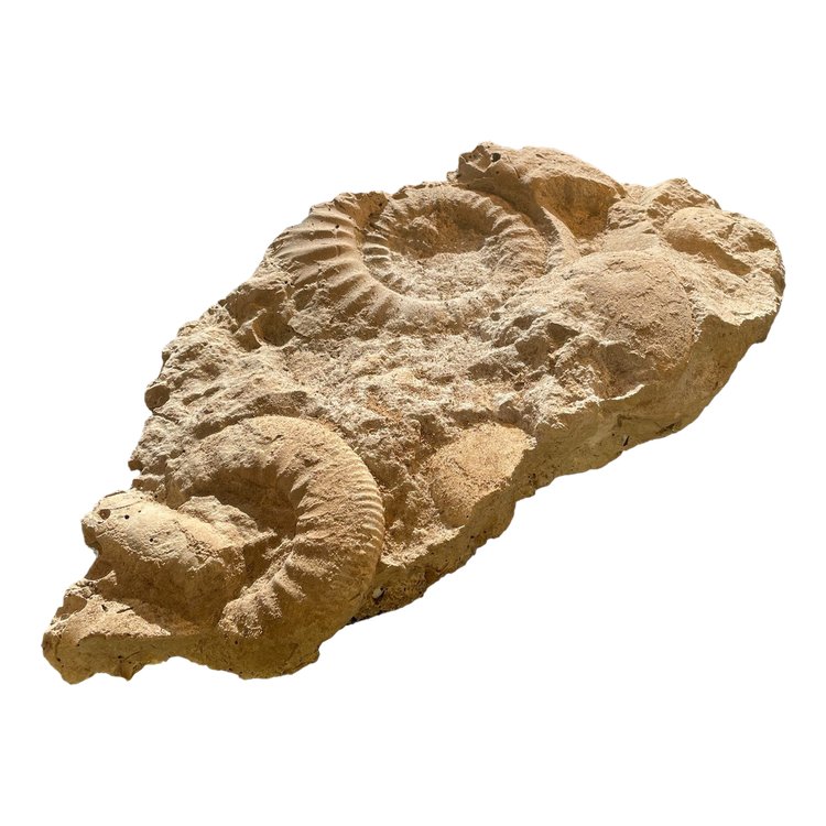 Fossili di ammoniti, ere paleozoiche o mesozoiche