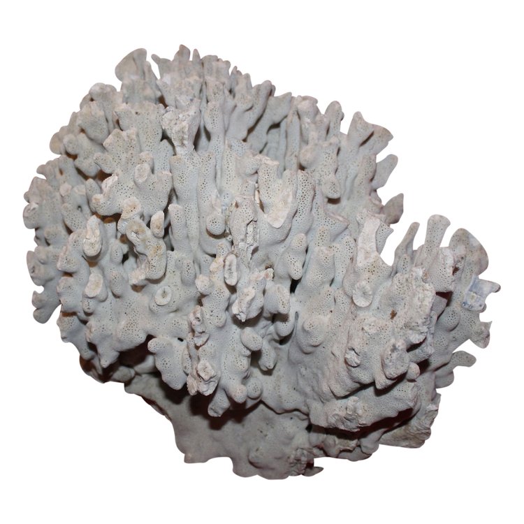 Large blue sea coral Heliopora coerulea sky blue for cabinet of curiosities