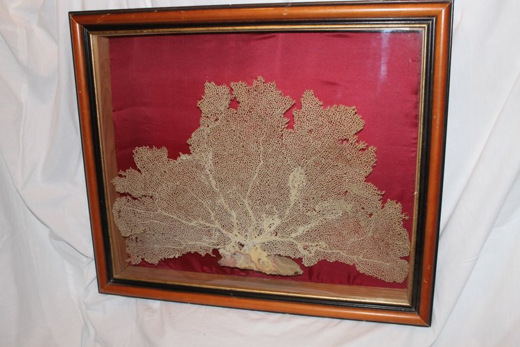 Large framed sea gorgonian for cabinet of curiosities Paramuricea clavata Coral