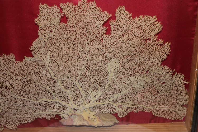 Large framed sea gorgonian for cabinet of curiosities Paramuricea clavata Coral