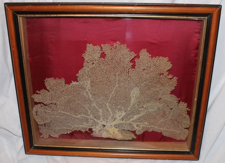 Large framed sea gorgonian for cabinet of curiosities Paramuricea clavata Coral