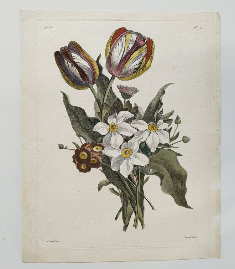 Flowers Tulips Narcissus Antique Engraving Watercolor 18th C Etching Old Print