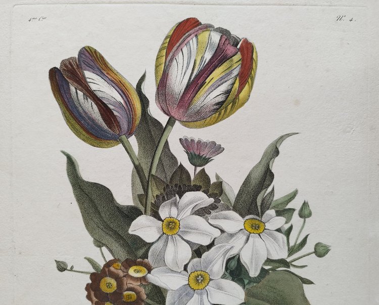 Flowers Tulips Narcissus Antique Engraving Watercolor 18th C Etching Old Print