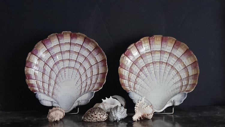 Pair of scallop shell dishes 18th century