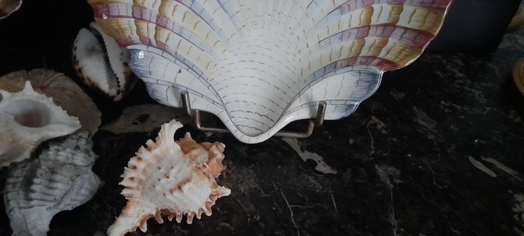 Pair of scallop shell dishes 18th century