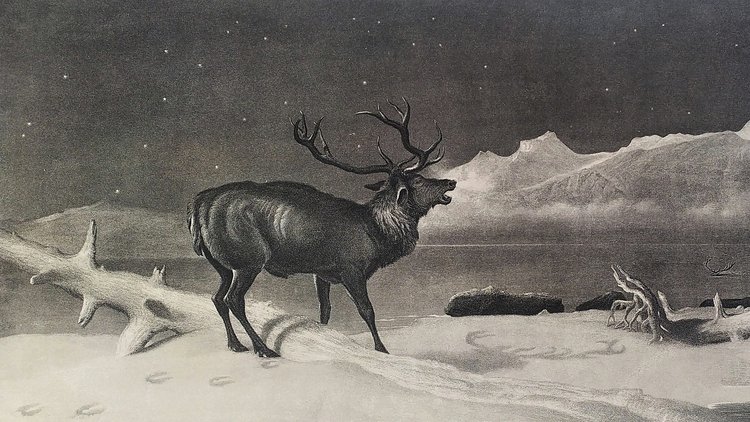 Edwin Landseer Incisione antica Animali da cervo XIX secolo