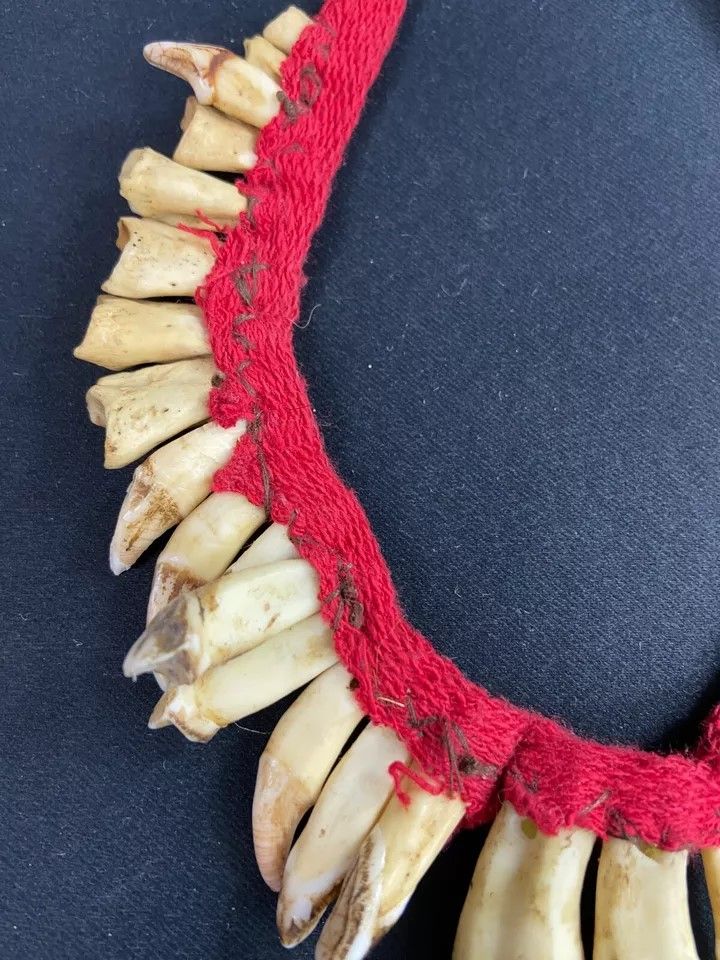 Brustschmuck mit Zahndekor Halskette Asmat Sepik Papua Neuguinea