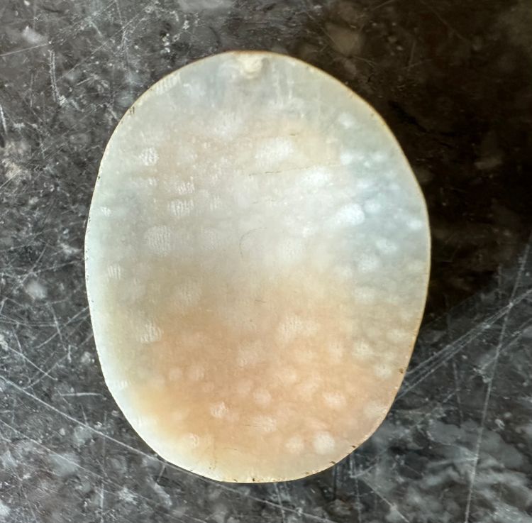 Antique shell cameo