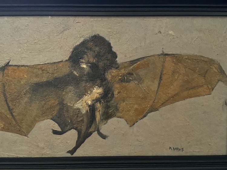 Portrait of a bat