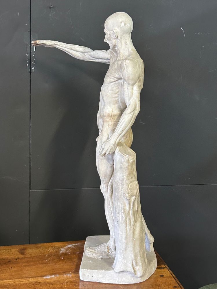 Jean Antoine Houdon (1741-1828) D'après -sculpture En Plâtre écorché Cabinet De Curiosité H 80