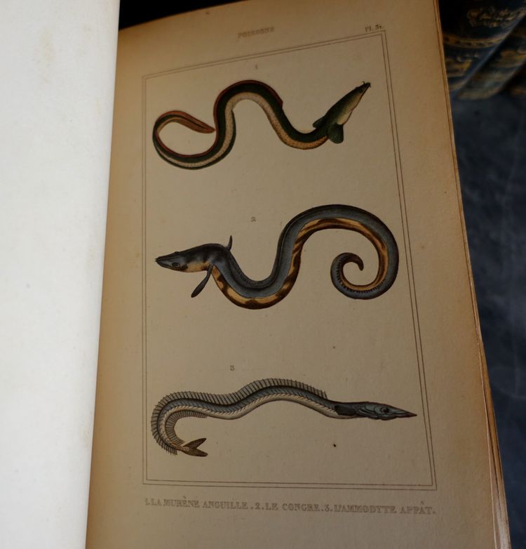 Buffon's Natural History, 26 volumes and colorized plates - fine leather binding - 1829