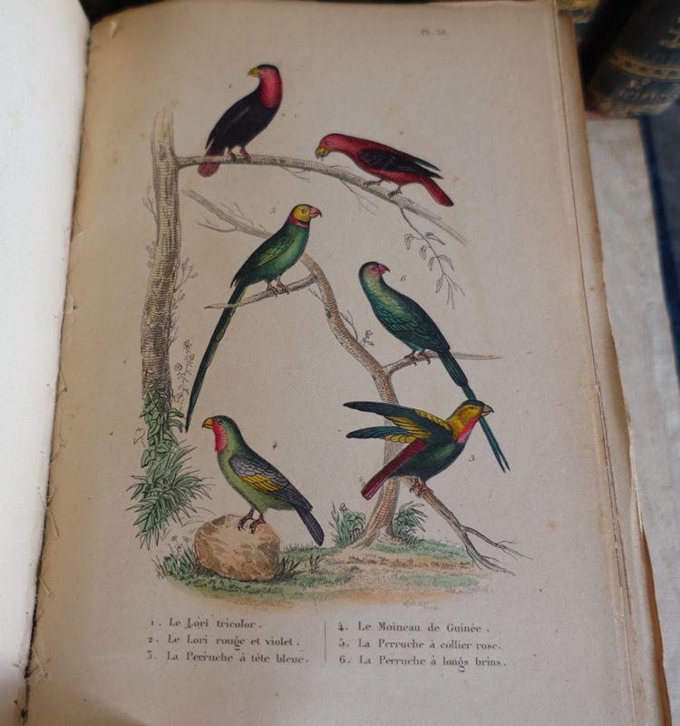 Buffon's Natural History, 26 volumes and colorized plates - fine leather binding - 1829