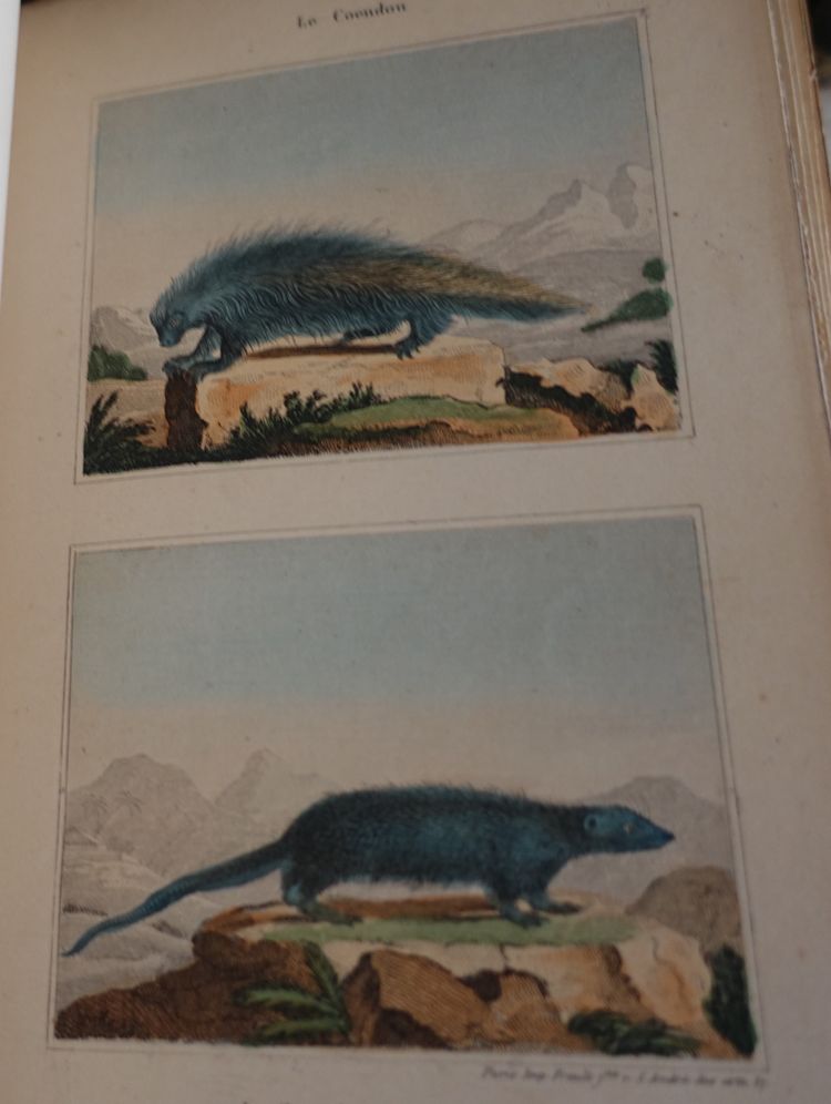 Buffon's Natural History, 26 volumes and colorized plates - fine leather binding - 1829