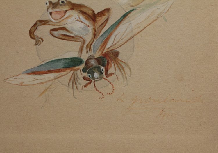 Humoristische Studie 'Frosch und Insekten' signierte Gouache-Zeichnung um 1920